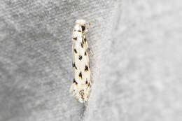 Image of Moth