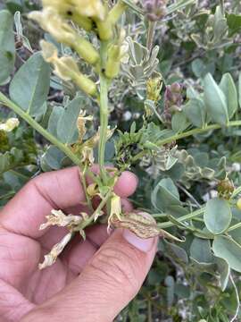 Imagem de Astragalus beckwithii var. weiserensis M. E. Jones