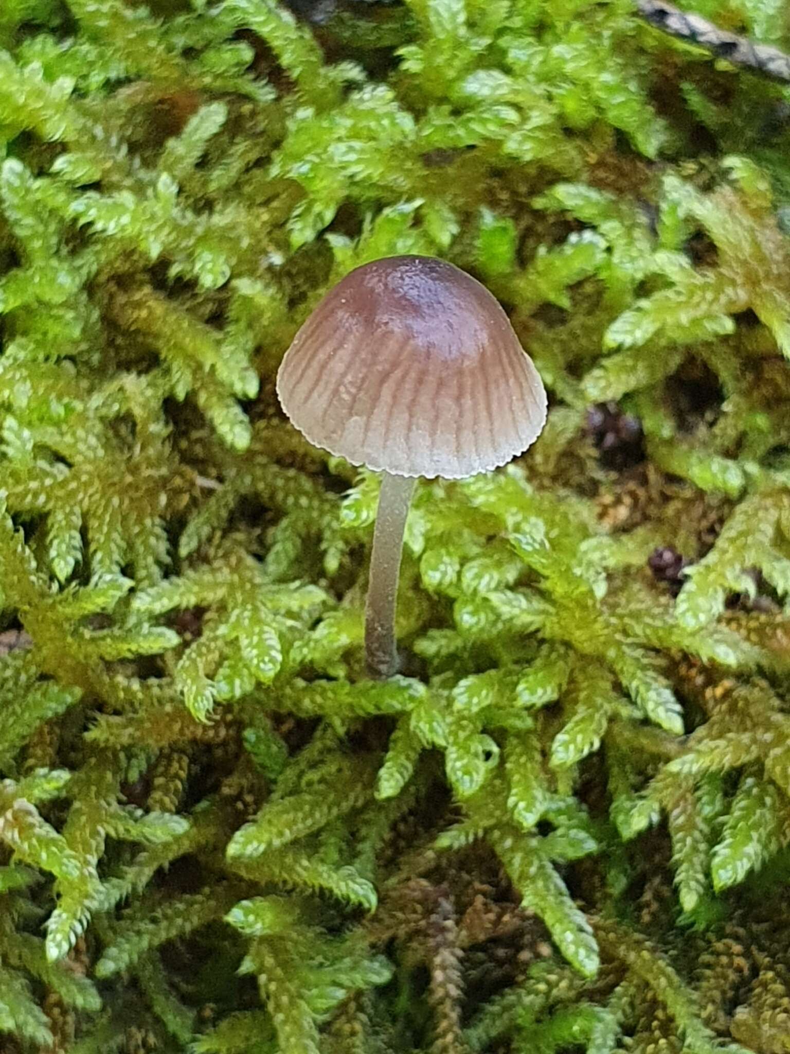 Image of Mycenella bryophila (Voglino) Singer 1951