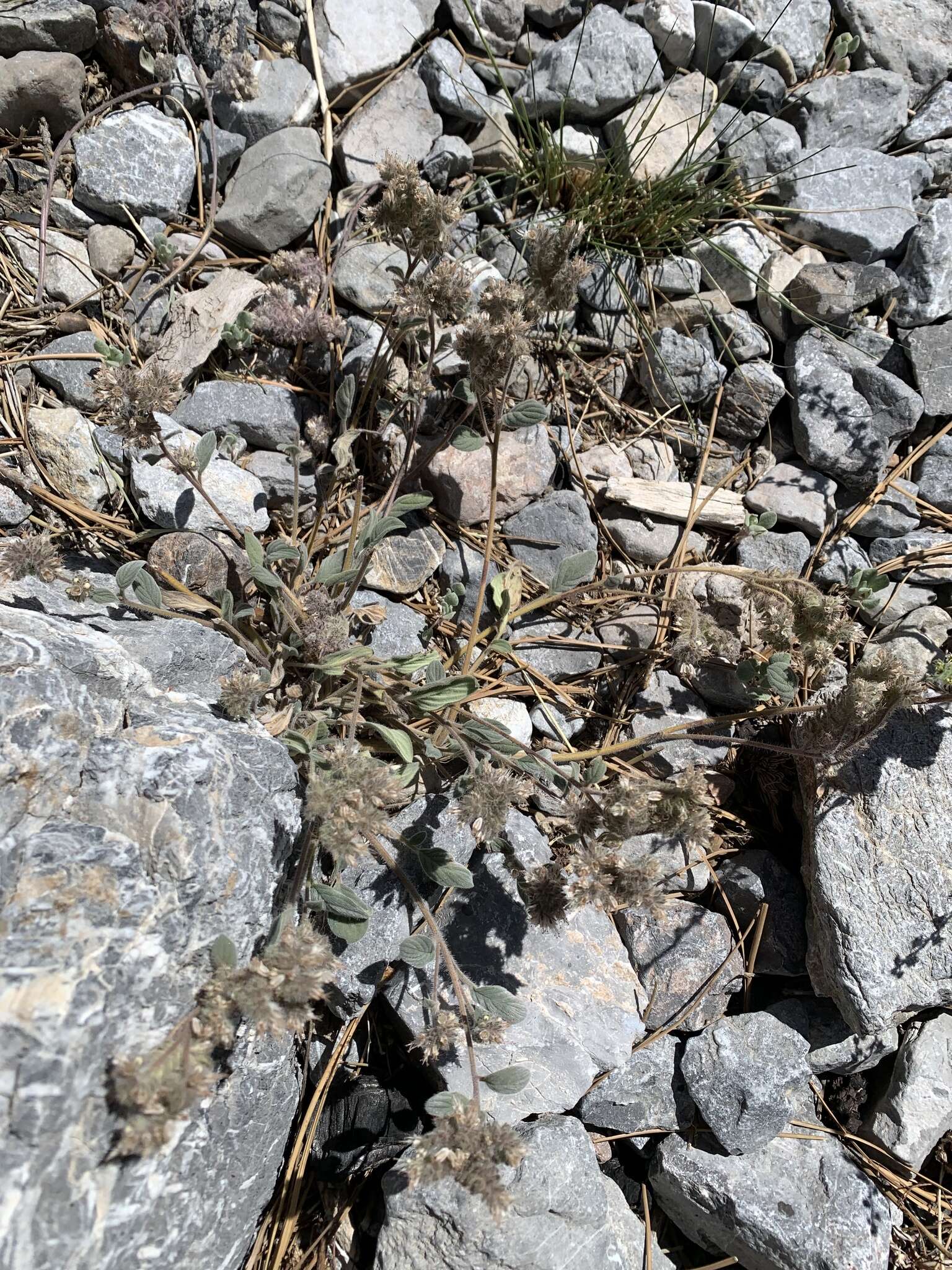 Image of Charleston phacelia