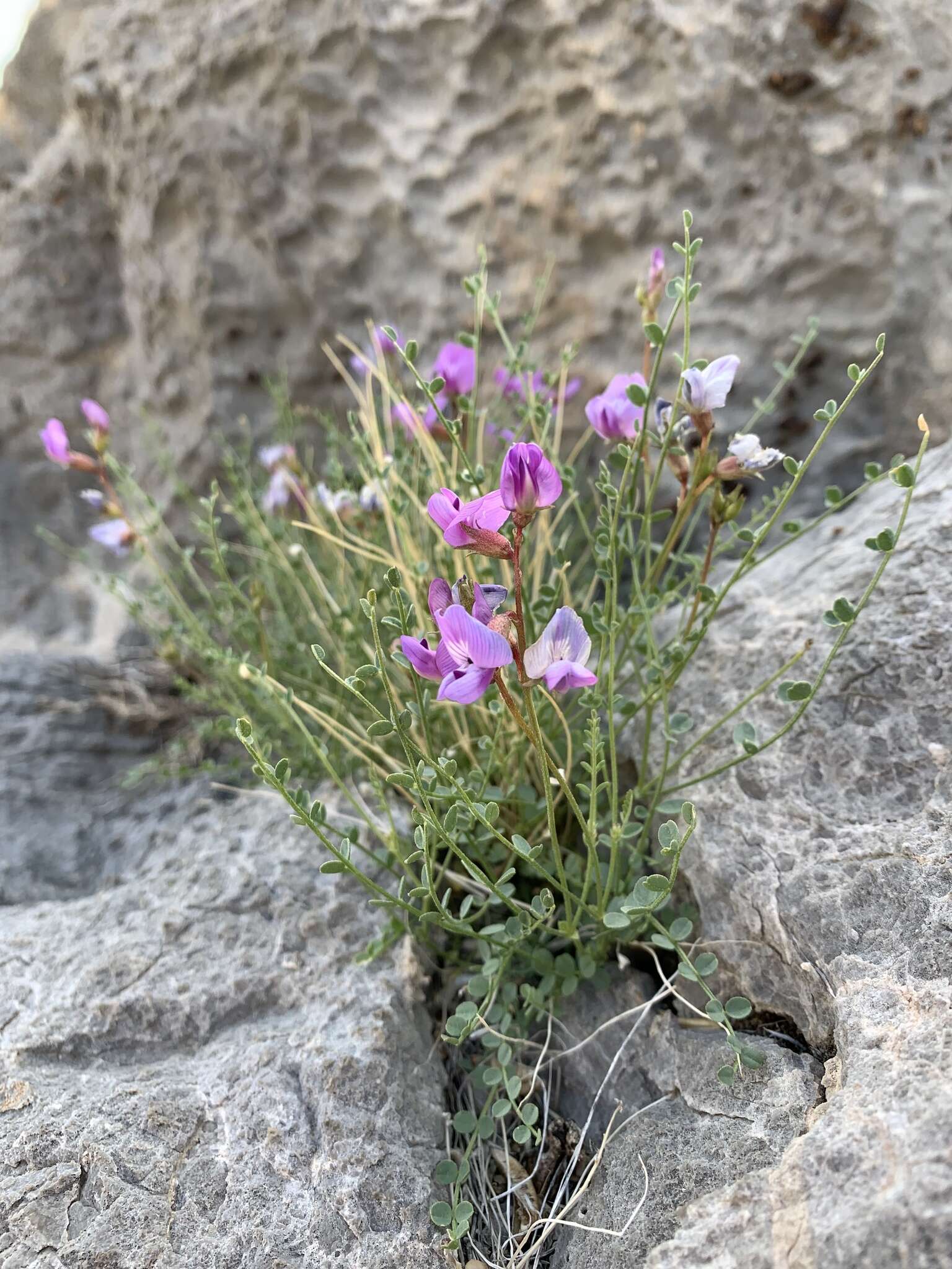 Image of Ackerman's milkvetch