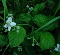 Image of Rubus pruinosus Arrhenius