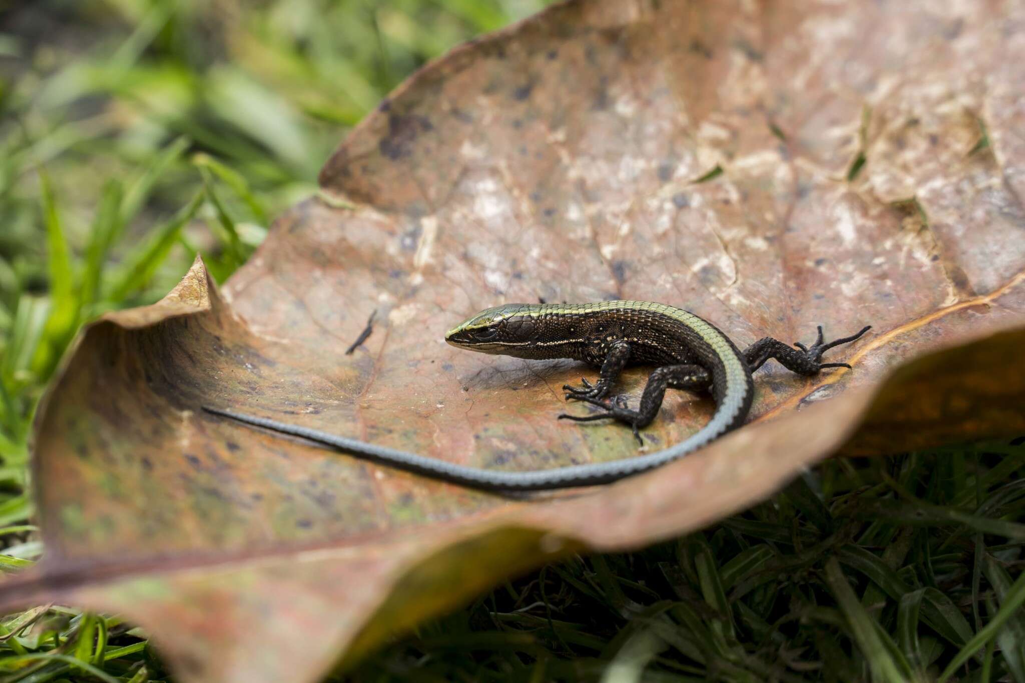 Sivun Pholidobolus vertebralis kuva