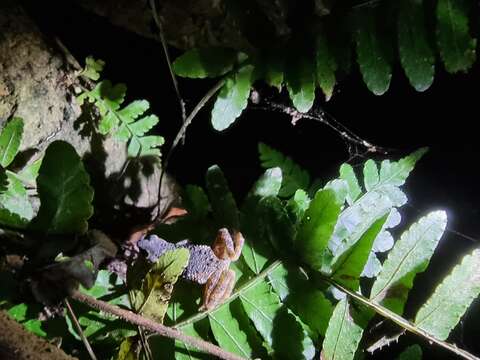 Image of Ansonia kraensis Matsui, Khonsue & Nabhitabhata 2005