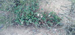 Image of Pelargonium ionidiflorum (Eckl. & Zeyh.) Steud.