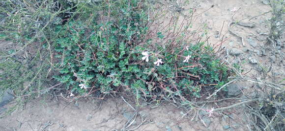 Imagem de Pelargonium ionidiflorum (Eckl. & Zeyh.) Steud.