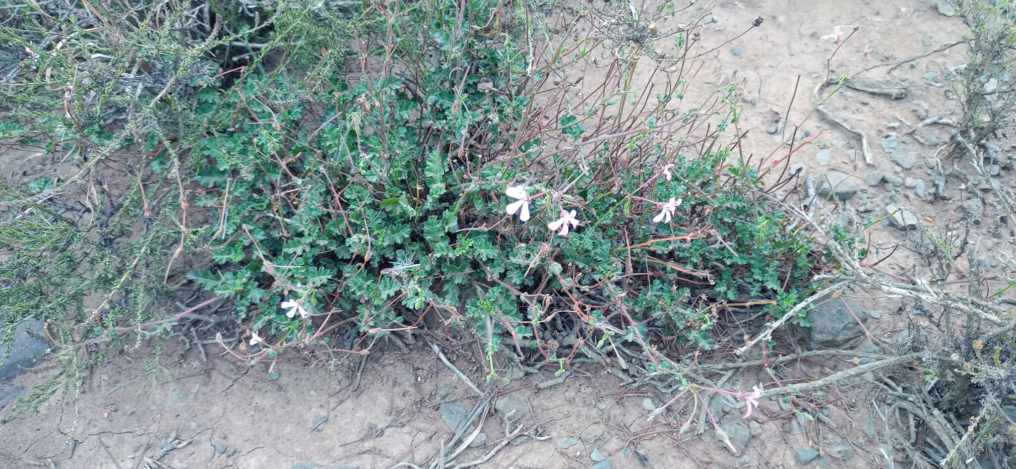 Image of Pelargonium ionidiflorum (Eckl. & Zeyh.) Steud.