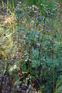 Image of stemless ironweed