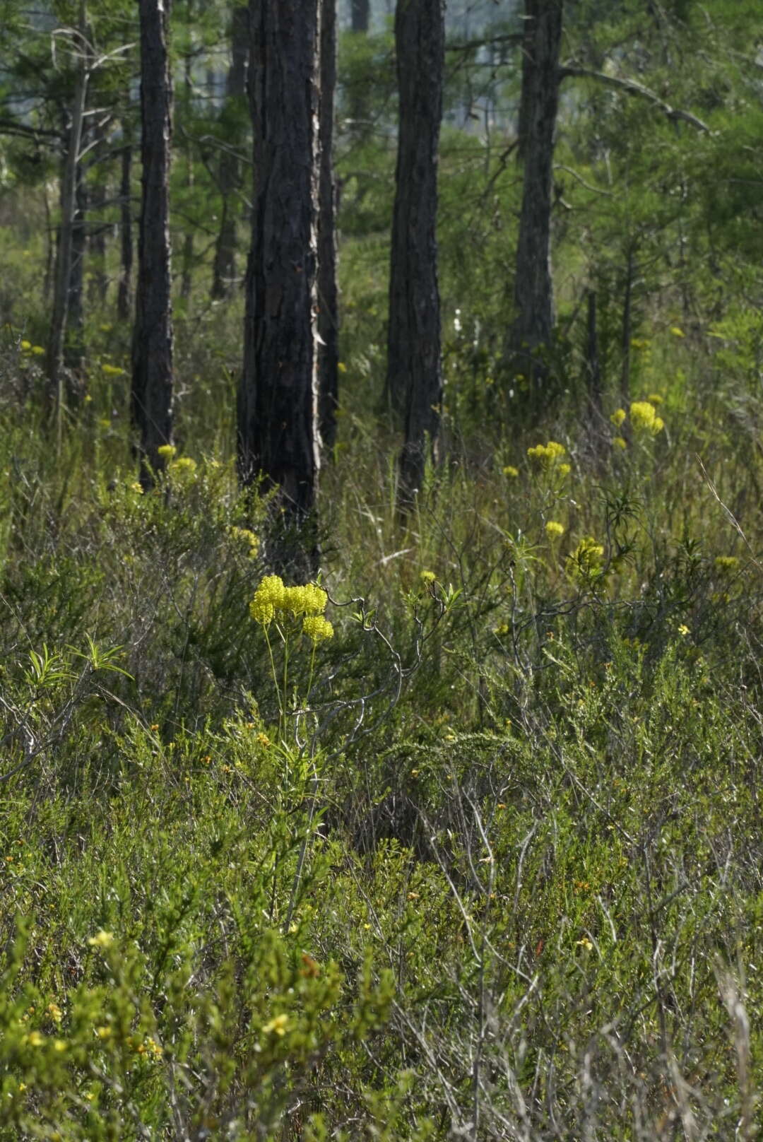 Image of tall pinebarren milkwort