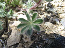 Image of bajada lupine