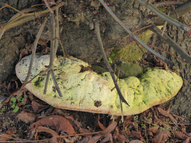 Image de Haplopore du frêne