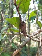 Слика од Uroplatus phantasticus (Boulenger 1888)