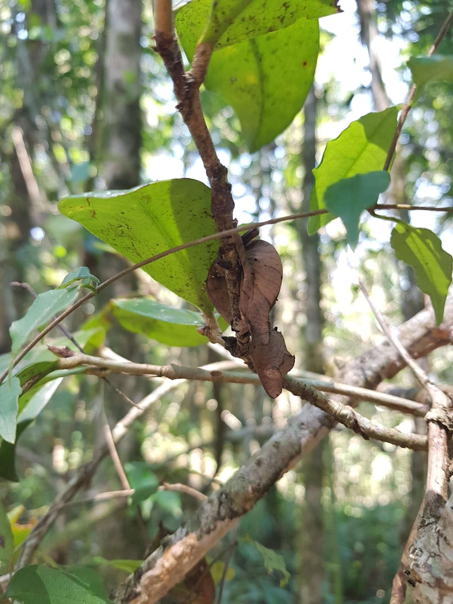 Image of Satanic leaf-tailed gecko