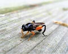 Image of Chalcosyrphus curvaria (Curran 1941)