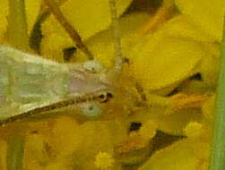 Image of Black-horned Tree Cricket