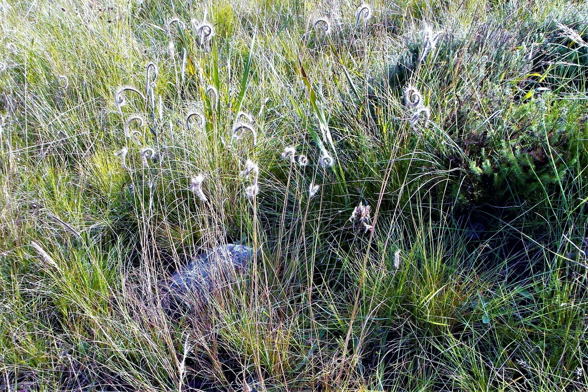 Image of Ctenium concinnum Nees