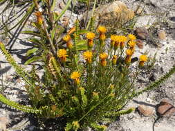 Sivun Pteronia tenuifolia DC. kuva