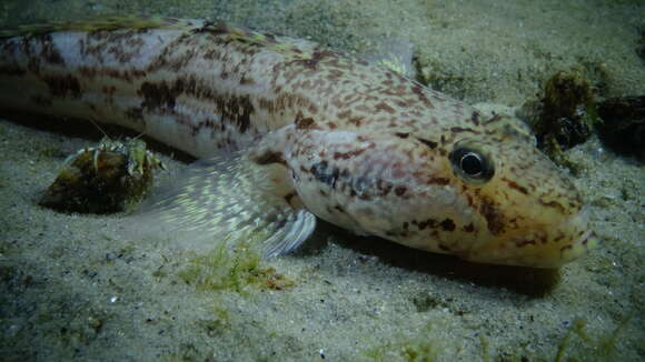 صورة Mesogobius