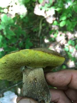 Sivun Boletus variipes Peck 1888 kuva