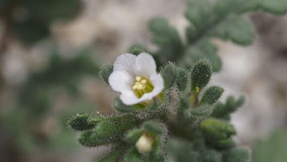 Phacelia affinis A. Gray的圖片