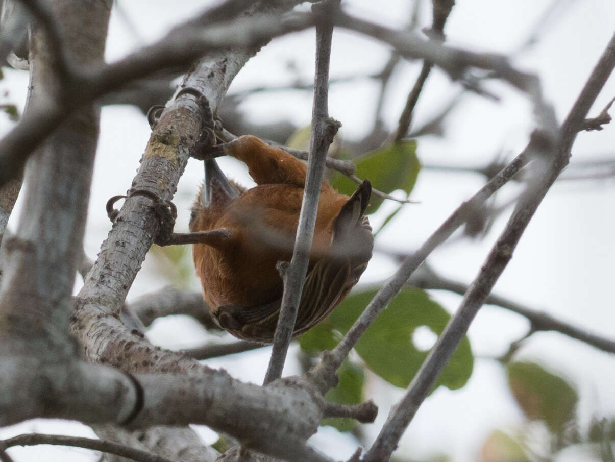 Image of Chestnut Piculet