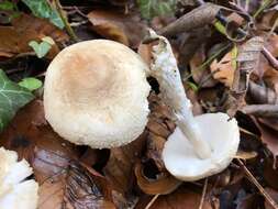 Lepiota ignivolvata Bousset & Joss. ex Joss. 1990 resmi