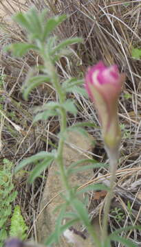 Image of Oxalis hirta var. canescens Knuth