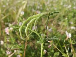 Image of common bird's-foot