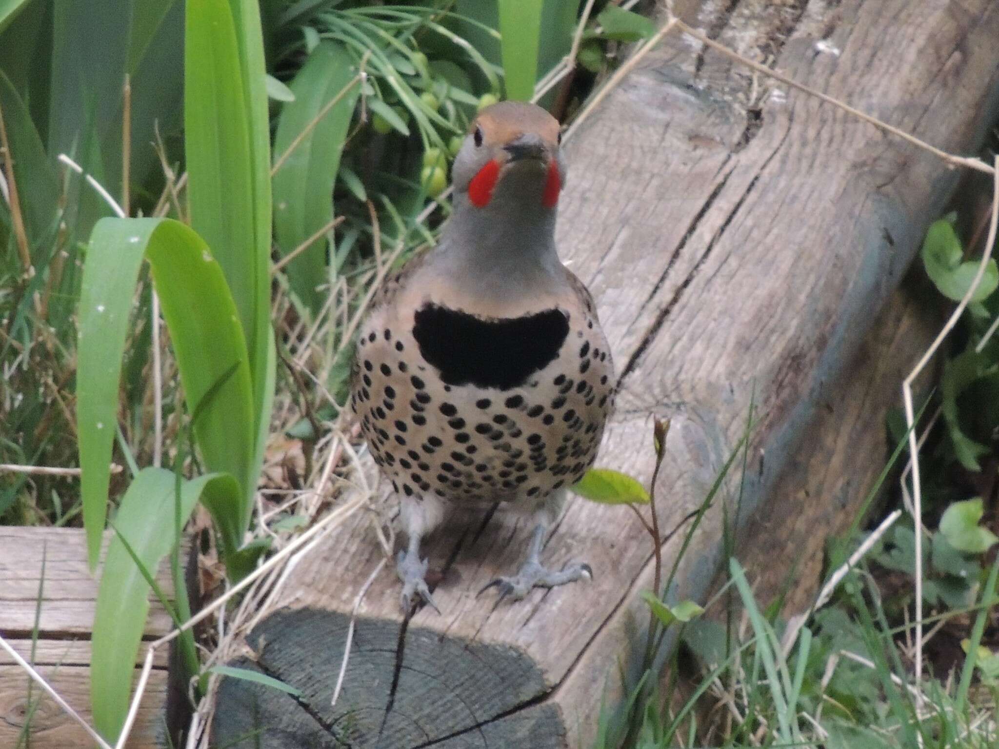 Image of Colaptes auratus cafer (Gmelin & JF 1788)