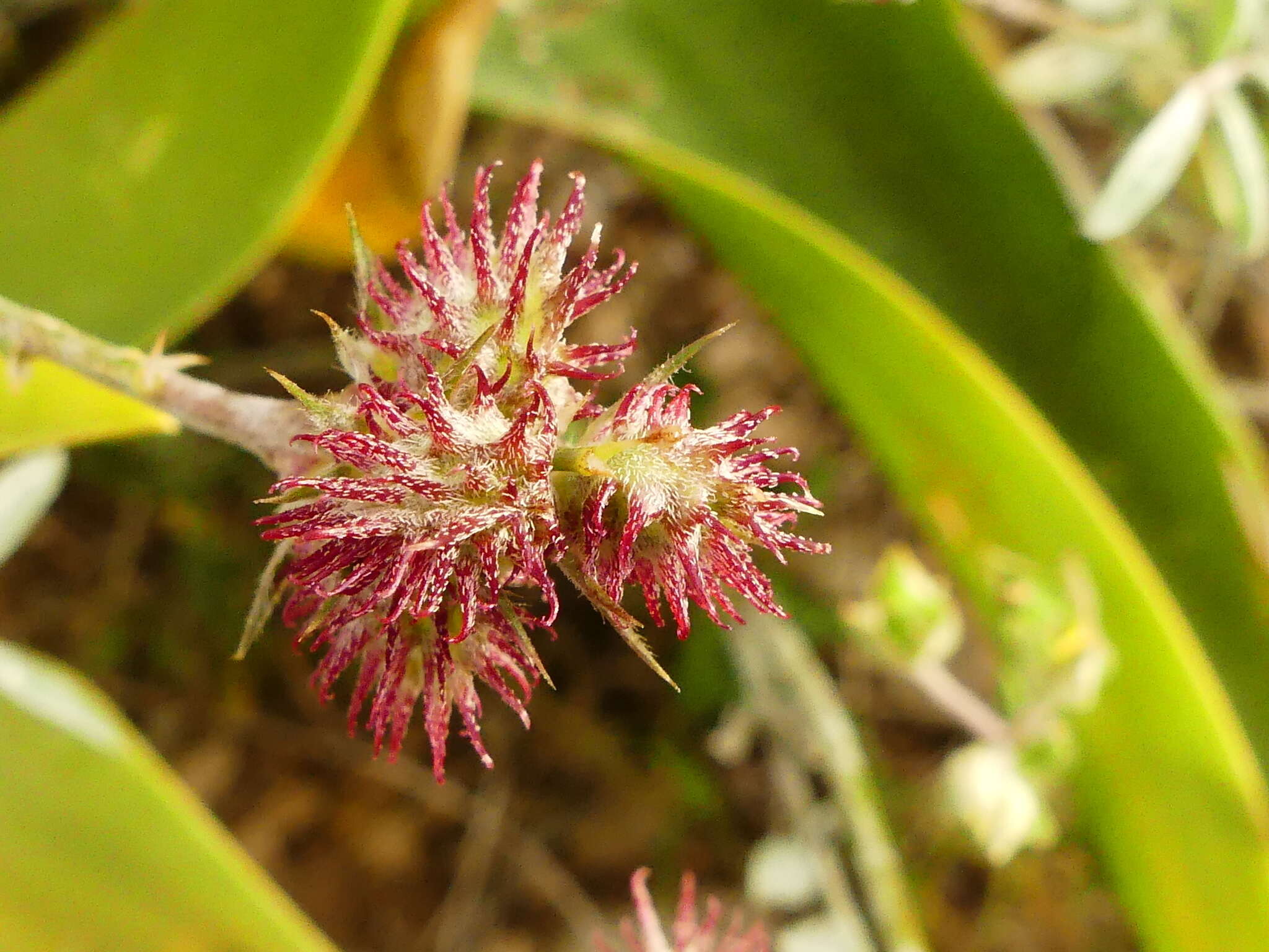 Image of cockshead sainfoin