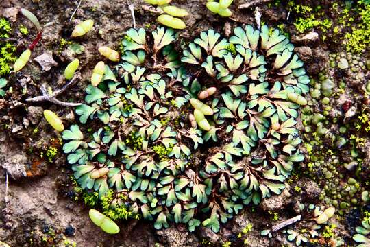 Image of Riccia inflexa Taylor