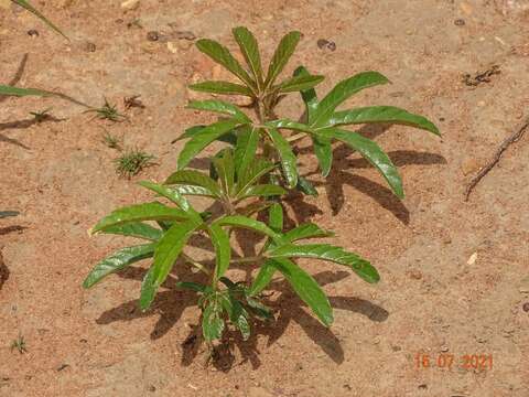 Imagem de Cochlospermum tinctorium Perr. ex A. Rich.