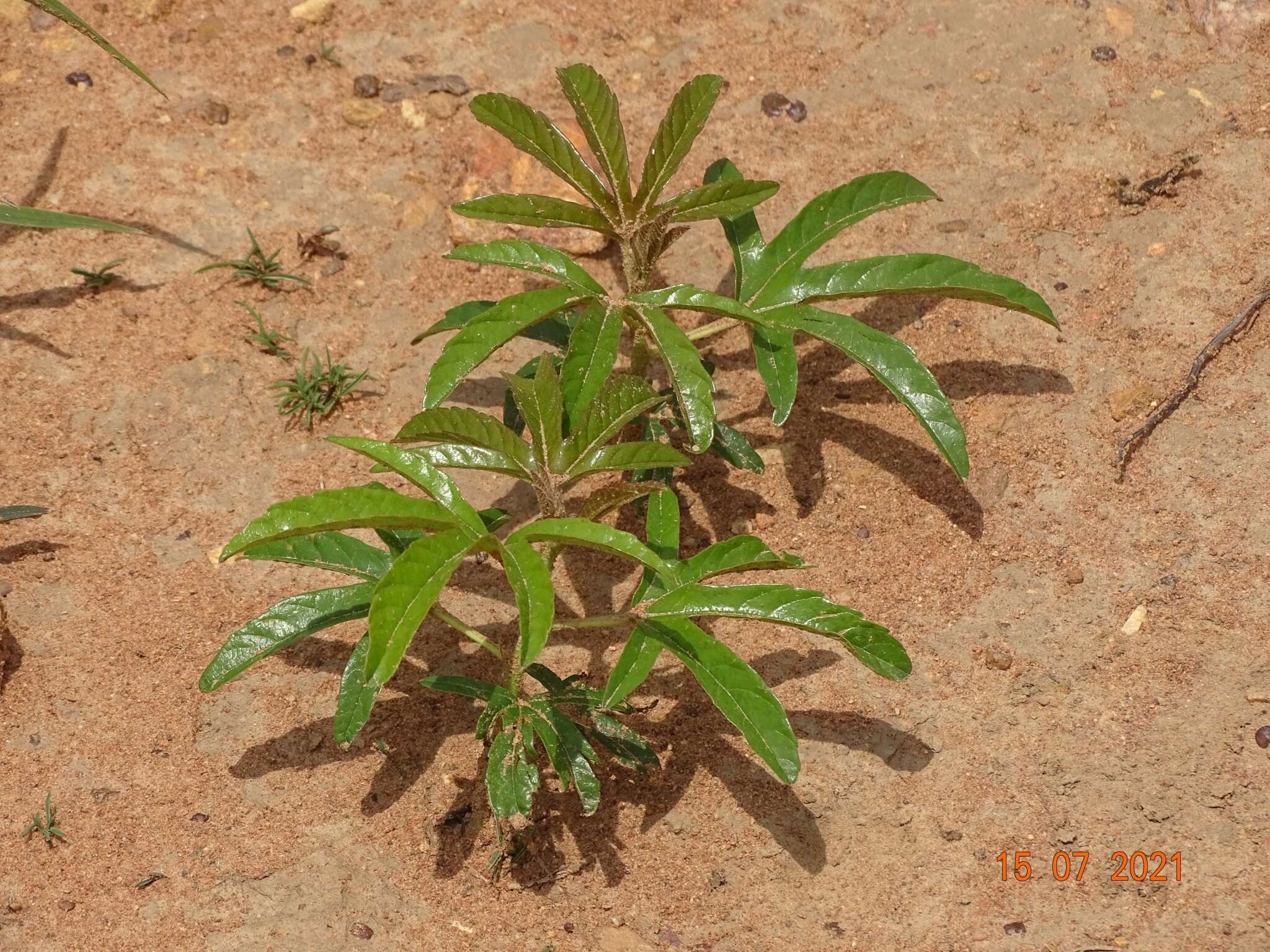 Image of Cochlospermum tinctorium Perr. ex A. Rich.