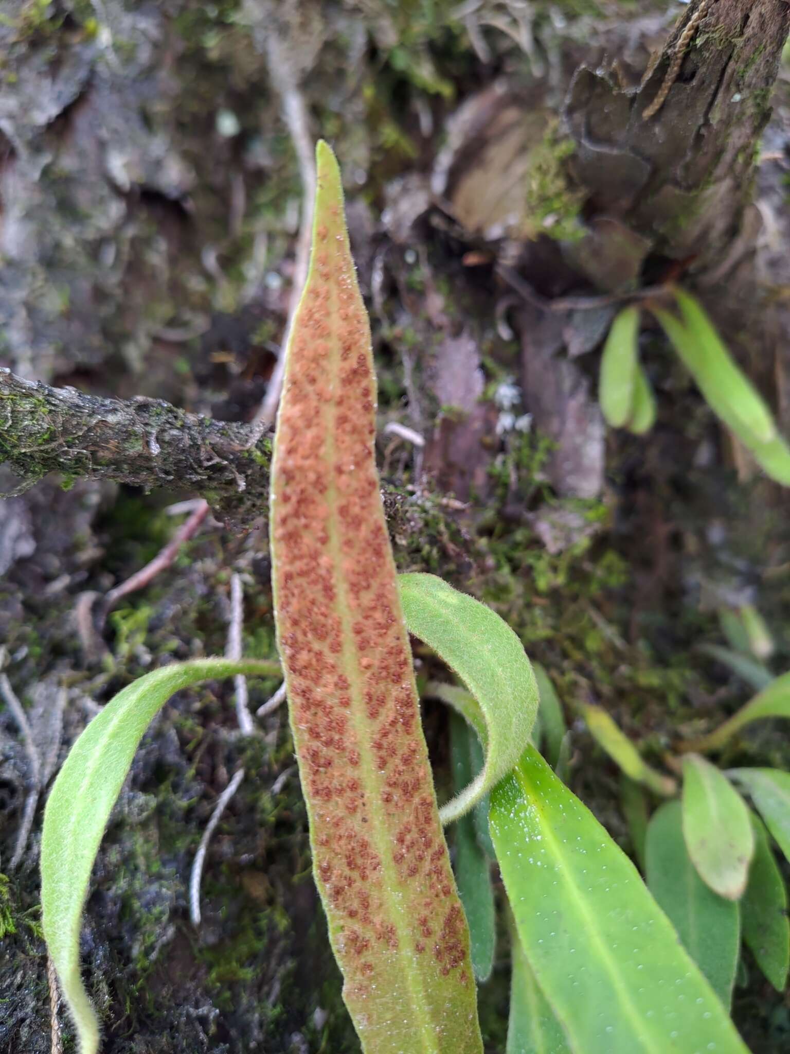 Слика од Pyrrosia davidii (Bak.) Ching