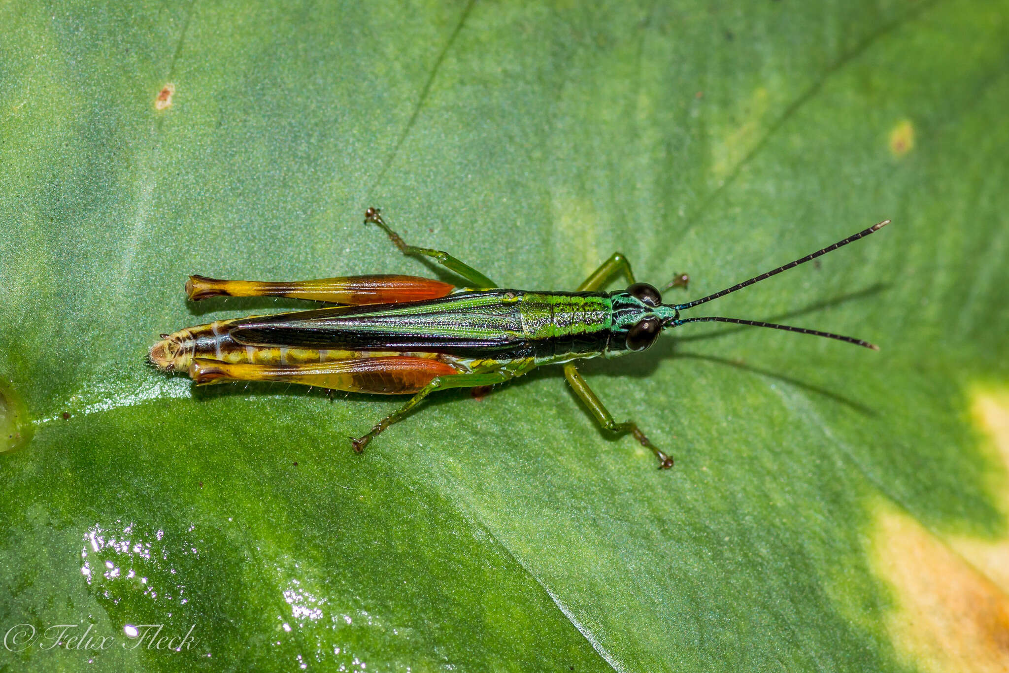 Image of Stenopola boliviana (Rehn & J. A. G. 1913)