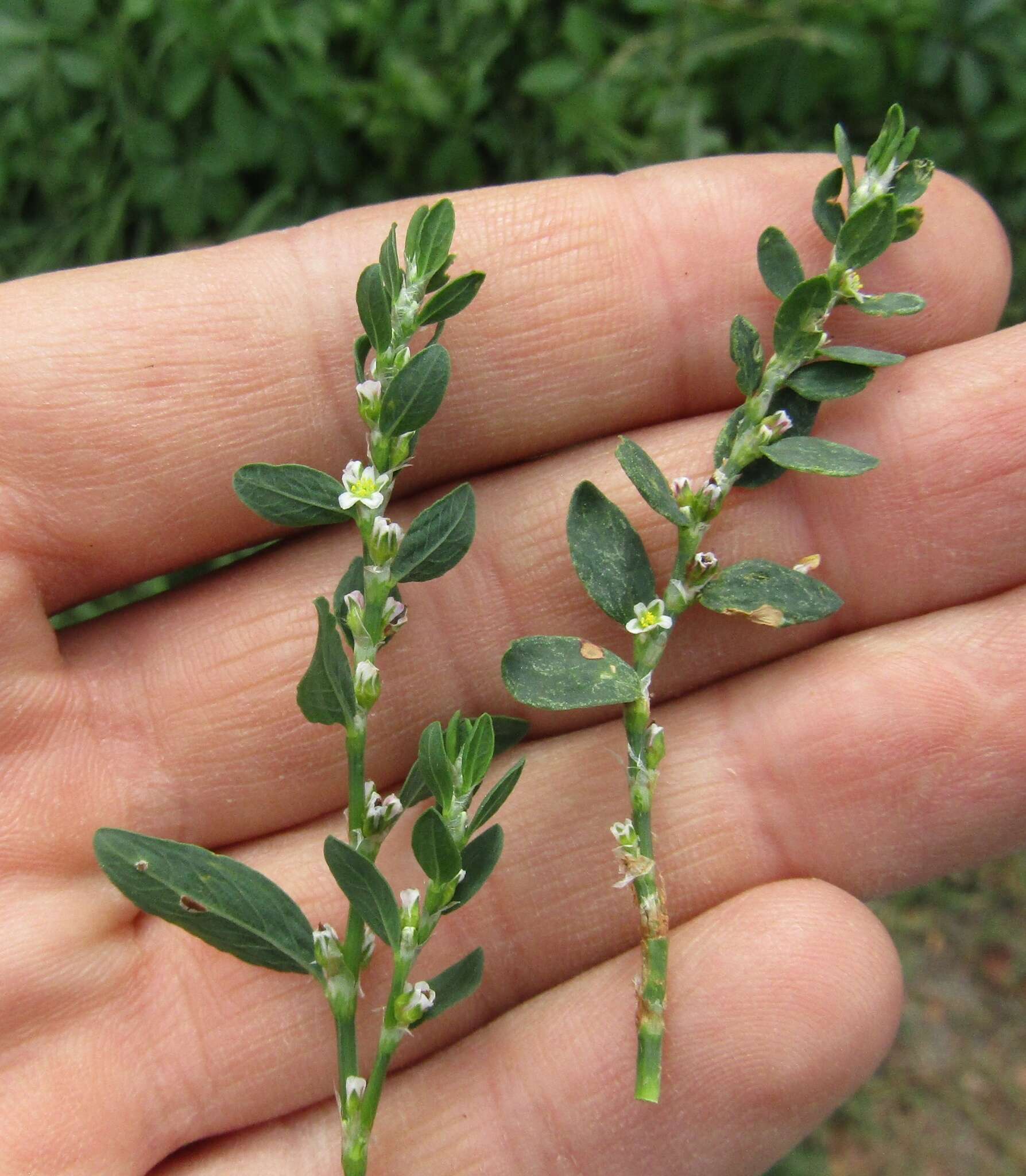 صورة Polygonum aviculare subsp. aviculare