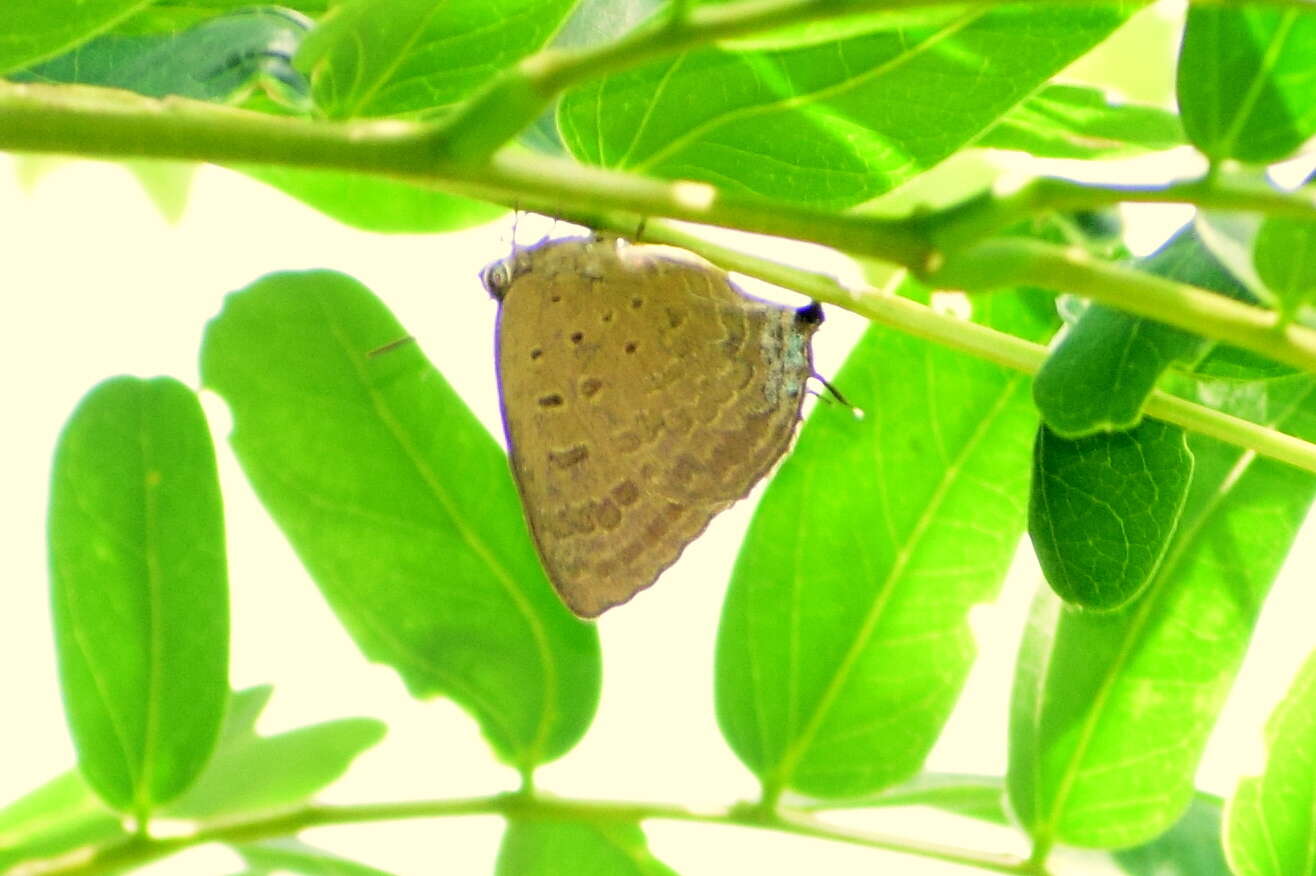 Plancia ëd Arhopala atrax (Hewitson 1862)