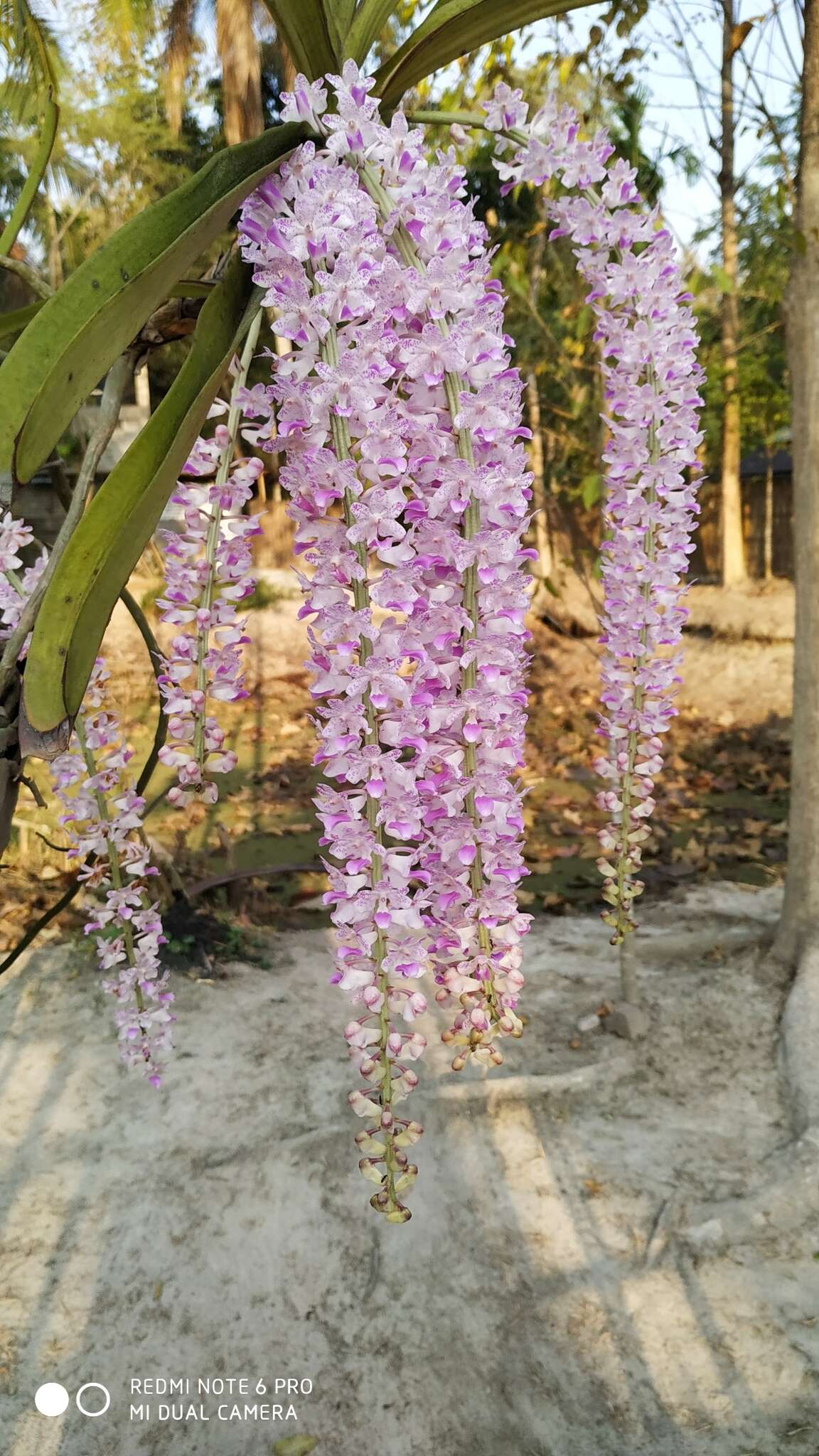 Слика од Rhynchostylis retusa (L.) Blume