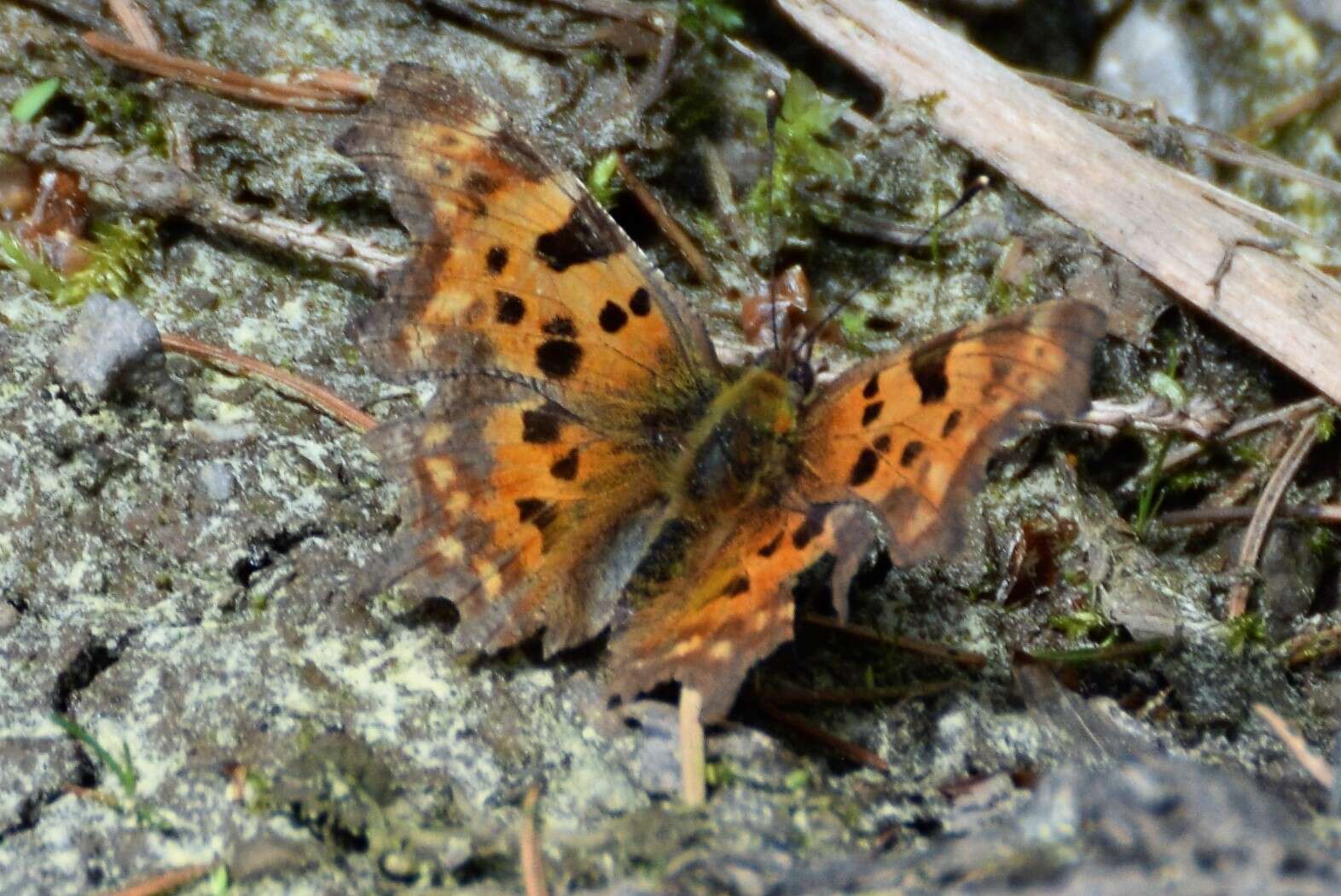 Image of Comma