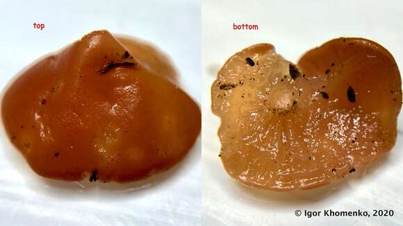 Ditangium cerasi (Schumach.) Costantin & L. M. Dufour 1891 resmi