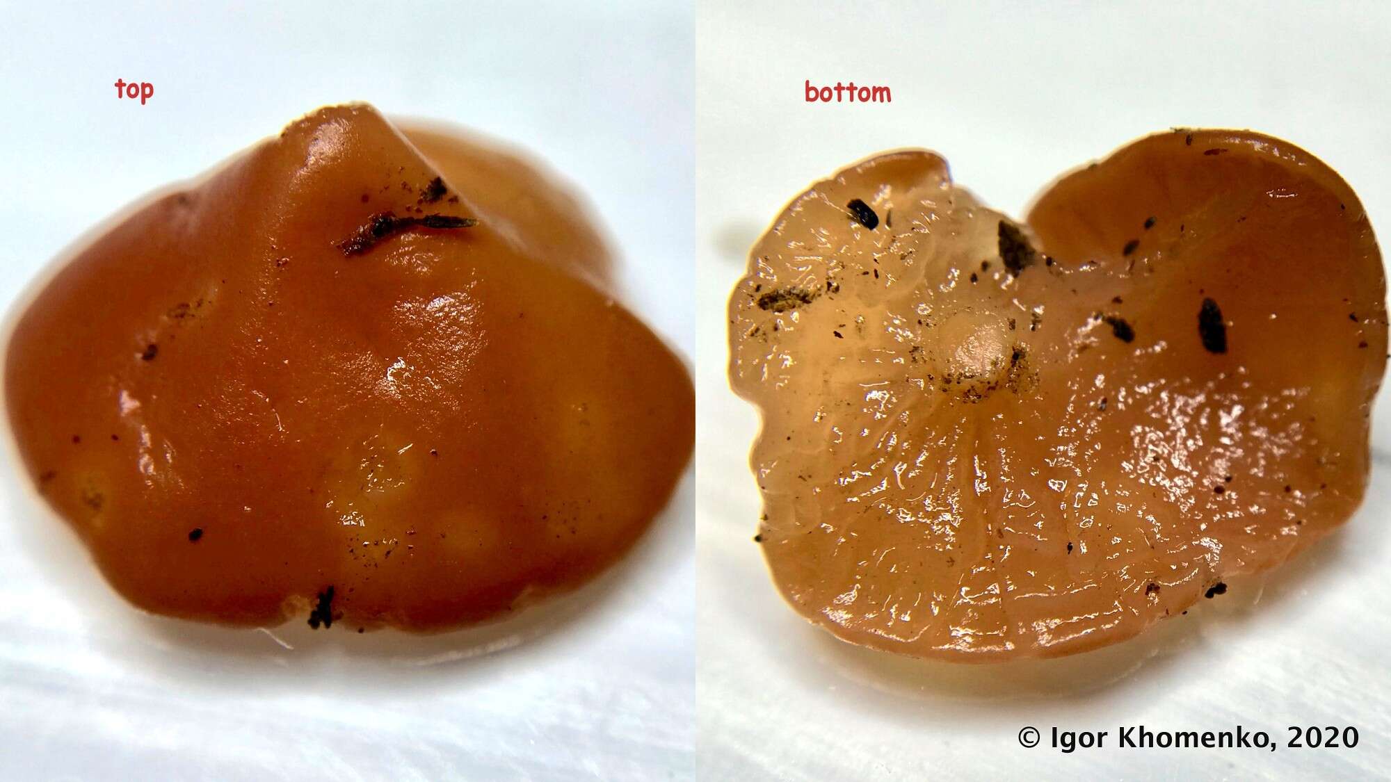 Слика од Ditangium cerasi (Schumach.) Costantin & L. M. Dufour 1891