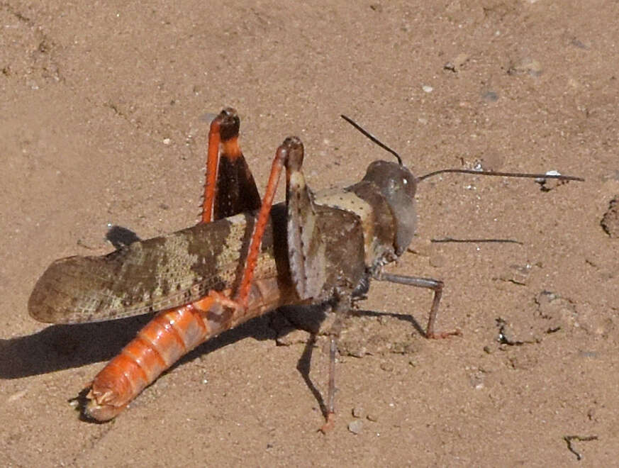 Trimerotropis melanoptera McNeill 1901 resmi