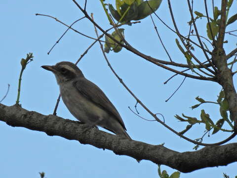 Слика од Tephrodornis Swainson 1832