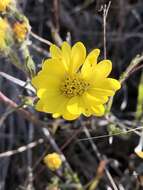 Image of hayfield tarweed