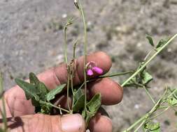 Image of slimleaf bean