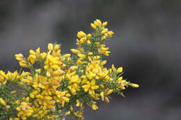 Image of Ulex parviflorus Pourr.