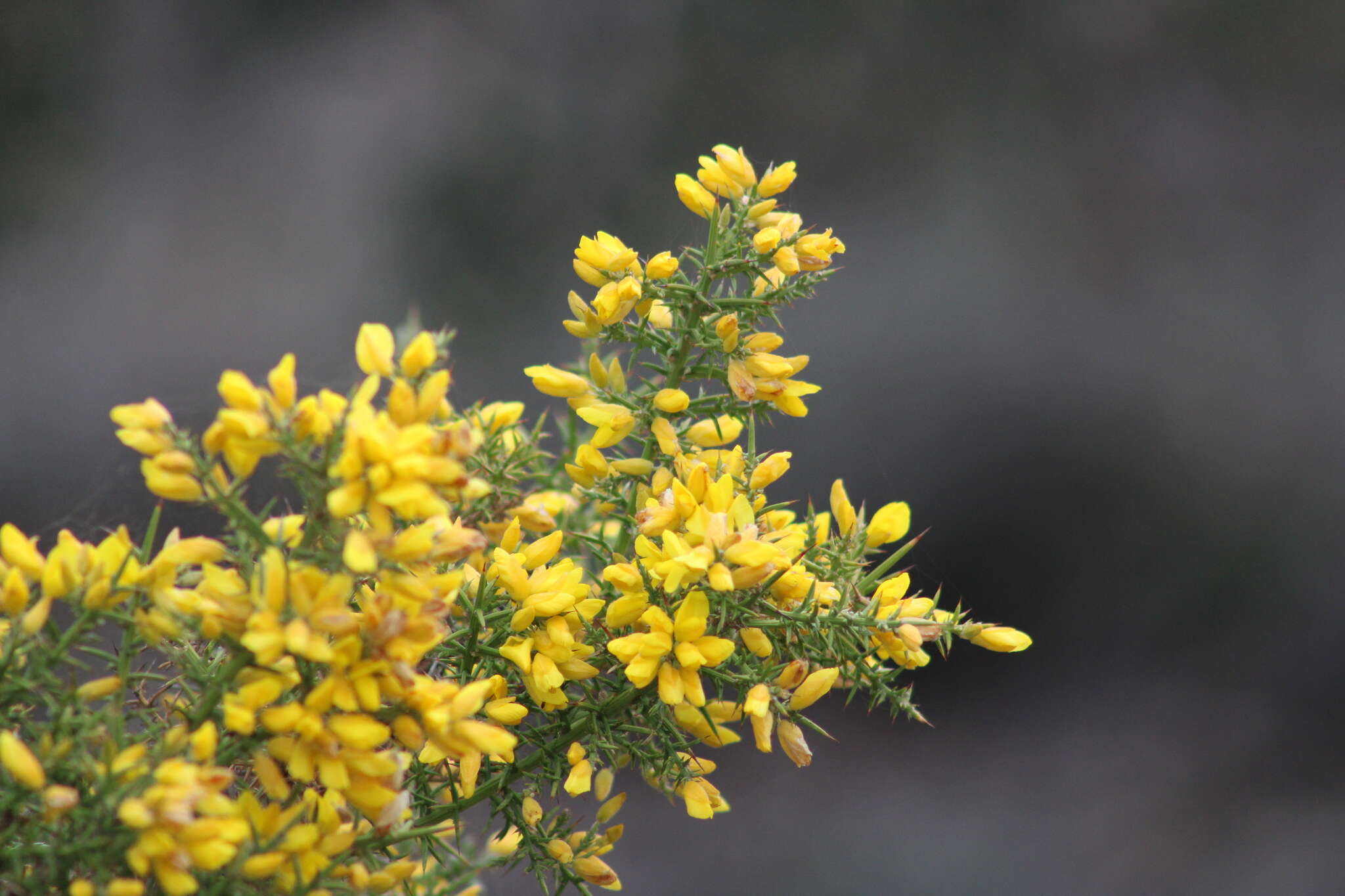 Image of Ulex parviflorus Pourr.