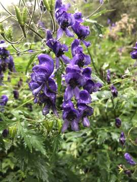 Aconitum nasutum Rchb.的圖片