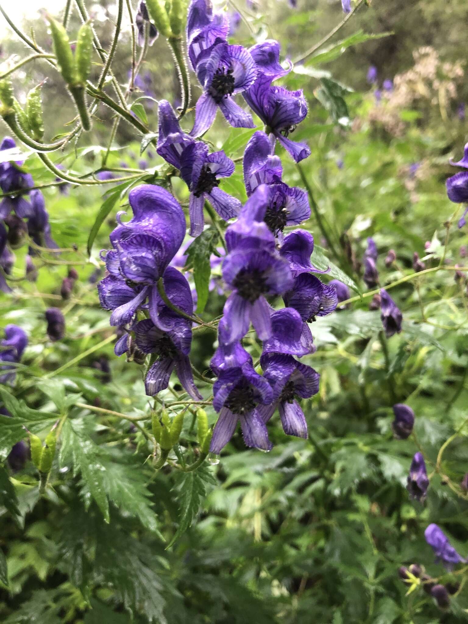 Слика од Aconitum nasutum Rchb.