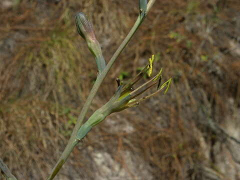 Image of Agave involuta (McVaugh) Thiede & Eggli